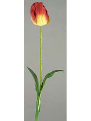 Picture of FRENCH TULIP, FULL OPEN