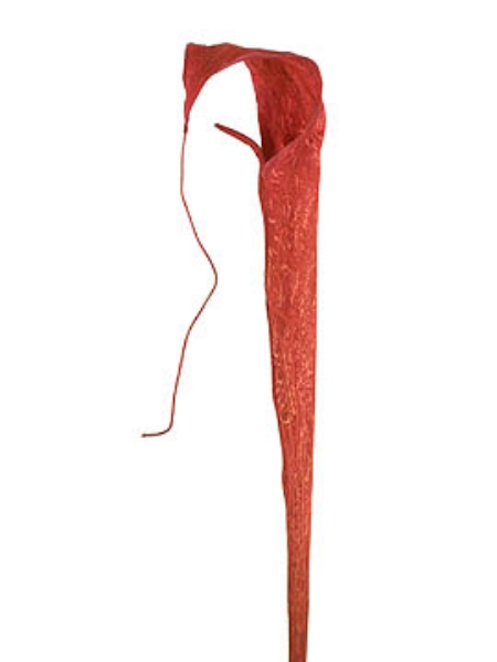 Picture of COBRA LILY, LARGE