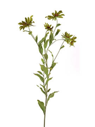 Picture of CHRYSANTHEMUM