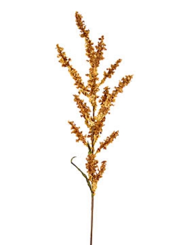 Picture of RUMEX OBTUSIFOLIUS