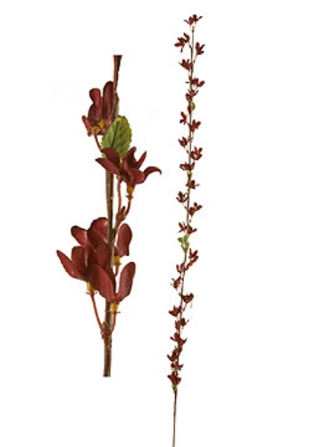 Picture of FORSYTHIA