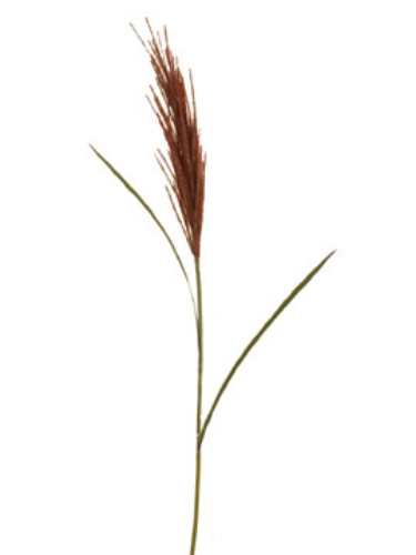 Picture of BULRUSH