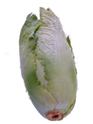 Picture of CHINESE CABBAGE