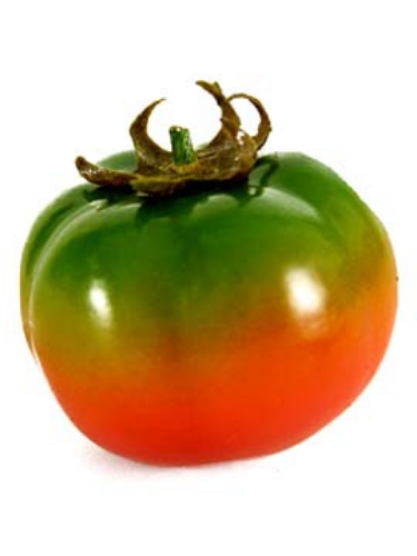 Picture of 1-3/4" TOMATO