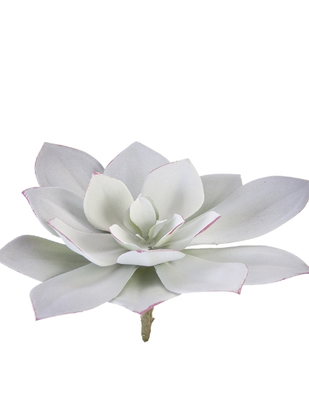 Picture of 6" ECHEVERIA PICK