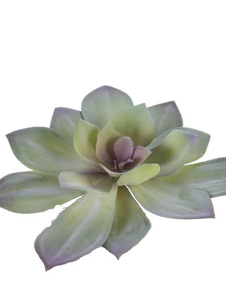 Picture of 6" ECHEVERIA PICK