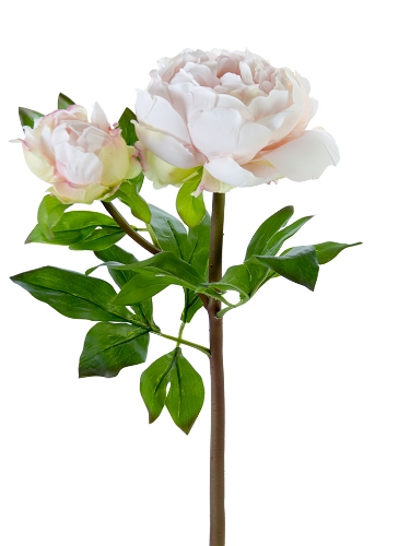Picture of 23" FRESH TOUCH PEONY