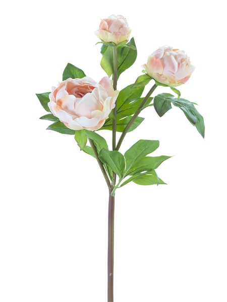 Picture of 28" FRESH TOUCHPEONY BUDS