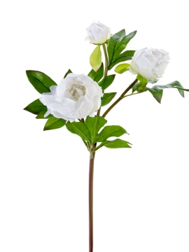 Picture of 28" FRESH TOUCH PEONY BUDS