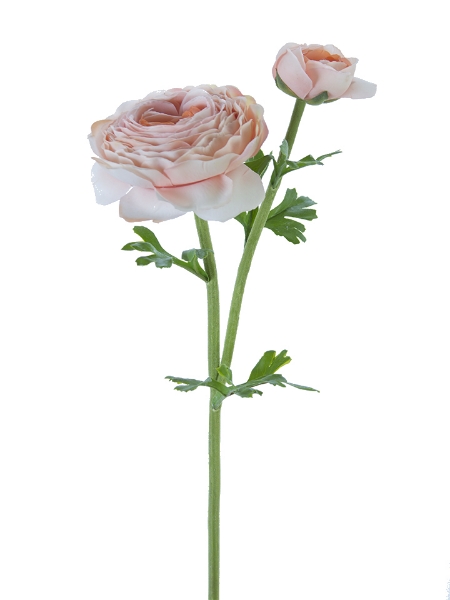 Picture of 23" FRESH TOUCH OPEN RANUNCULUS