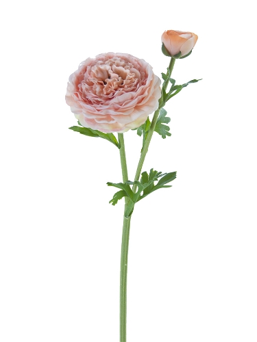 Picture of 22" FRESH TOUCH BUTTERCUP RANUNCULUS
