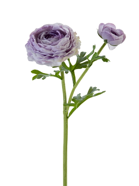 Picture of 24" FRESH TOUCH ASIATIC RANUNCULUS
