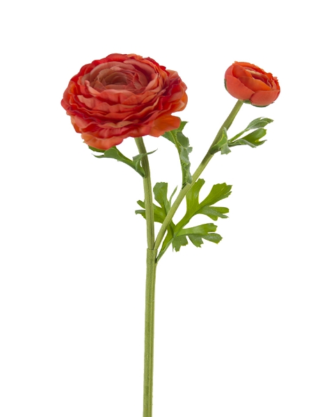 Picture of 24" FRESH TOUCH ASIATIC RANUNCULUS