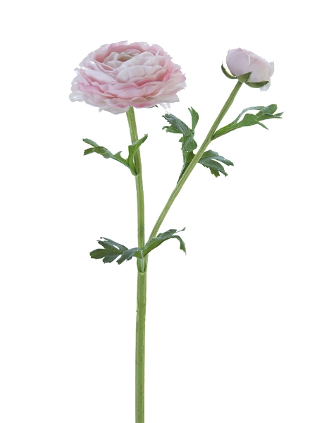 Picture of 24" FRESH TOUCH ASIATIC RANUNCULUS