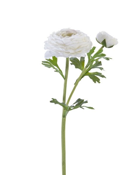 Picture of 24" FRESH TOUCH ASIATIC RANUNCULUS