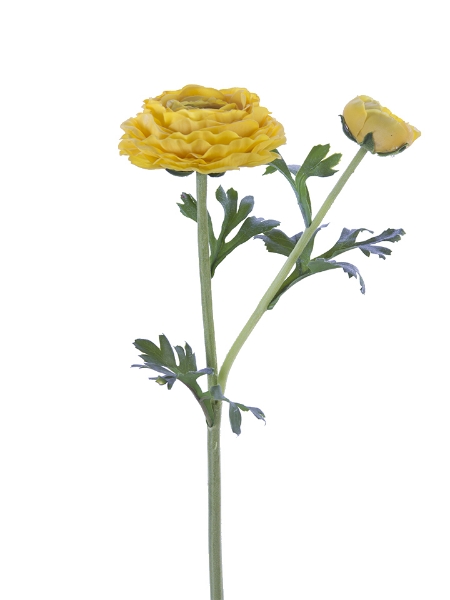 Picture of 24" FRESH TOUCH ASIATIC RANUNCULUS