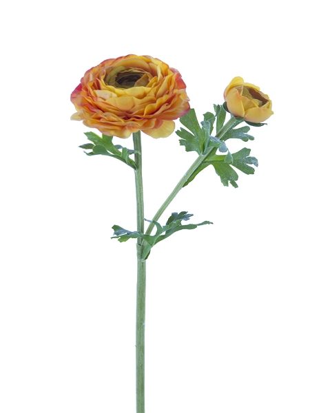 Picture of 24" FRESH TOUCH ASIATIC RANUNCULUS