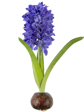 Picture of 13" FRESH TOUCH HYACINTH