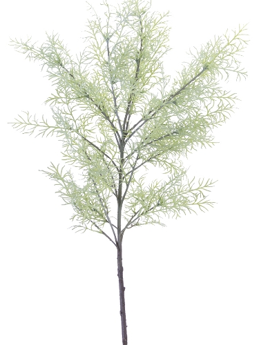 Picture of 44" SPRINGERI SPRAY