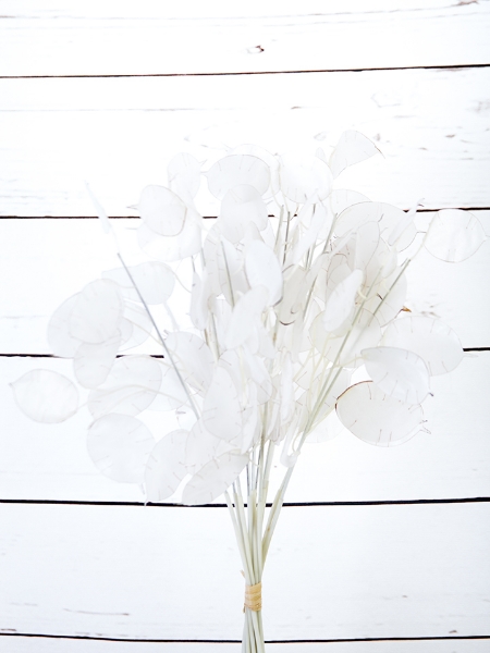 Picture of 14" LUNARIA SLVR DOLLARX12BUNCH