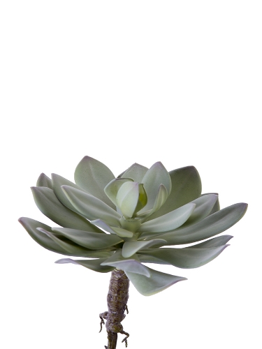 Picture of 8" AEONIUM ARBORIUM