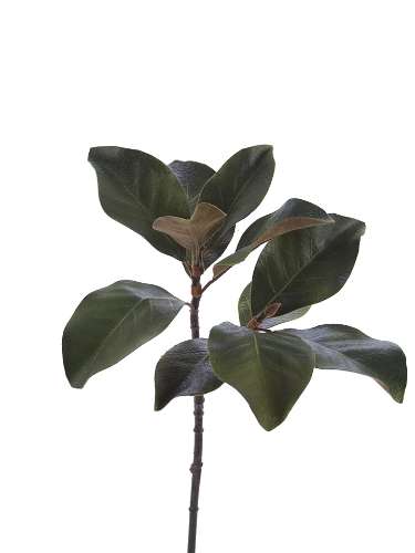 Picture of 25" MAGNOLIA LEAF SPRAY