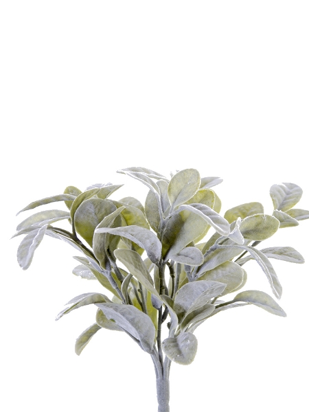 Picture of 11" BAY LEAF BUSH
