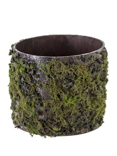 Picture of 6" LOG MOSS POT