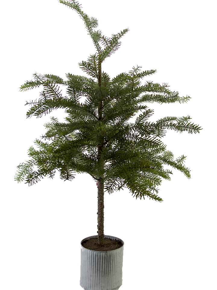 American Best. 62" YEW PINE TREE