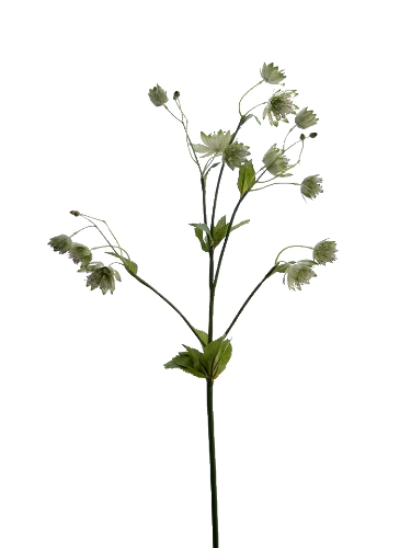 Picture of 28" MONEYWORT FLOWER SPRAY