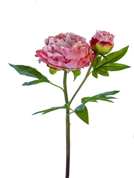 Picture of 26" FRESH TOUCH HEIRLOOM PEONY