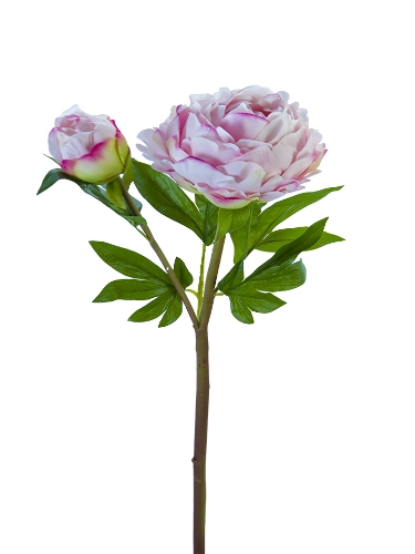 Picture of 26" FRESH TOUCH HEIRLOOM PEONY