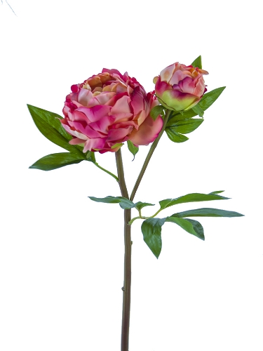 Picture of 26" FRESH TOUCH HEIRLOOM PEONY
