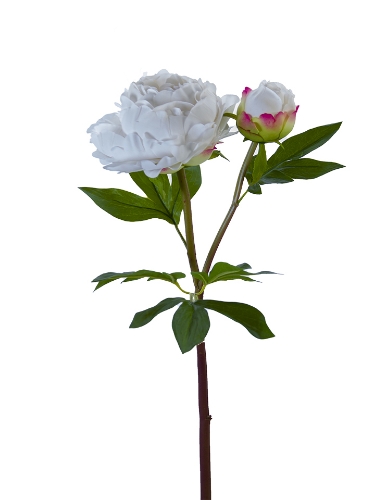 Picture of 26" FRESH TOUCH HEIRLOOM PEONY