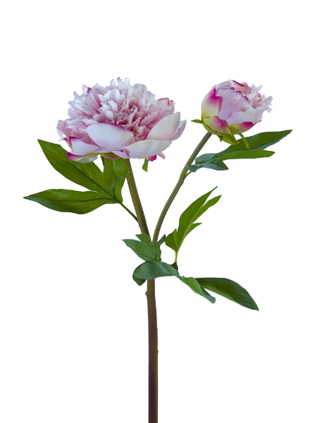 Picture of 26" FRESH TOUCH RUFFLED PEONY