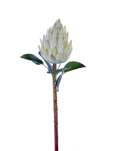 Picture of 28" BANKSIA PROTEA