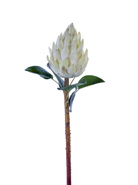 Picture of 28" BANKSIA PROTEA