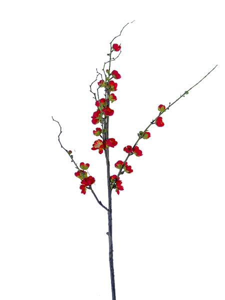 Picture of 35" PLUM BLOSSOM SPRAY