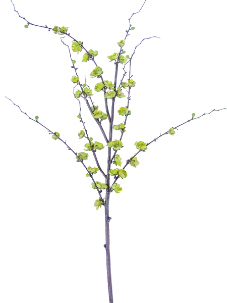 Picture of 51" PLUM BLOSSOM SPRAY