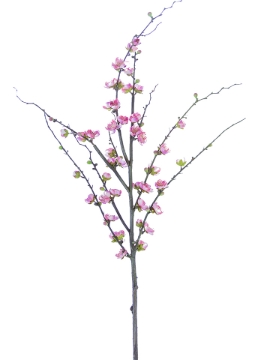 Picture of 51" PLUM BLOSSOM SPRAY