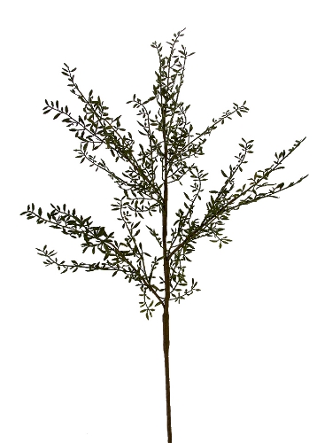 Picture of 47" ROSEMARY BRANCH