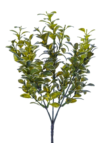 Picture of 13" MYRTLE BUSH