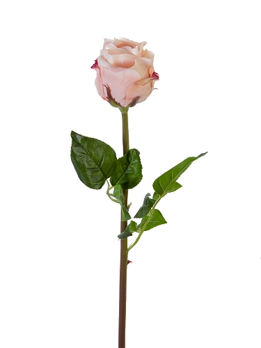 Picture of 25" FRESH TOUCH BEAUTY ROSE BUD