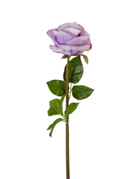 Picture of 25" FRESH TOUCH BEAUTY ROSE BUD