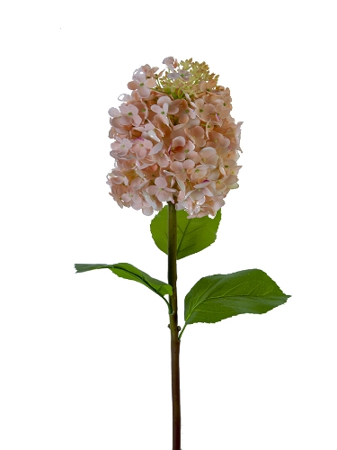 Picture of 25" FRESH TOUCH CONE HYDRANGEA