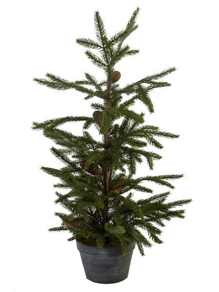 Picture of 36" MOUNTAIN PINE POTTED TREE