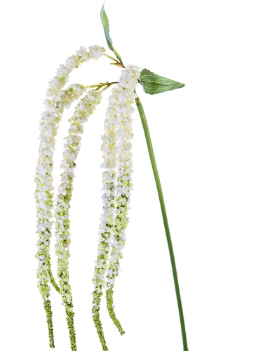 Picture of 38" AMARANTHUS SPRAY X5