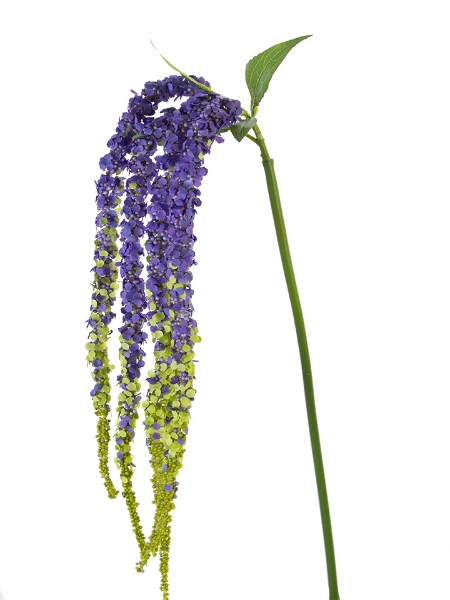 Picture of 38" AMARANTHUS SPRAY X5
