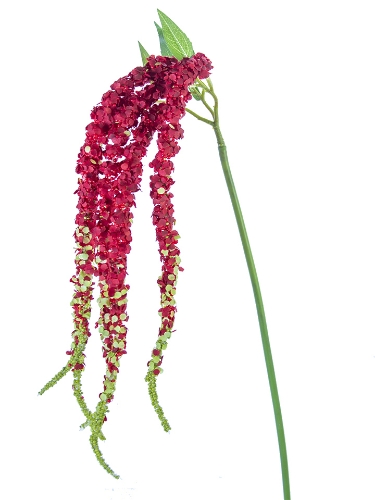 Picture of 38" AMARANTHUS SPRAY X5