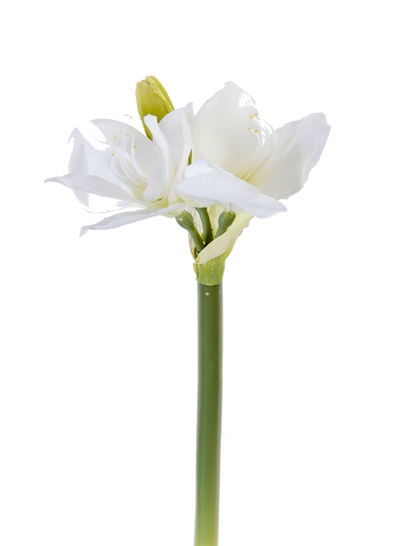 Picture of 23.5" REAL TOUCH AMARYLLIS SPRAY